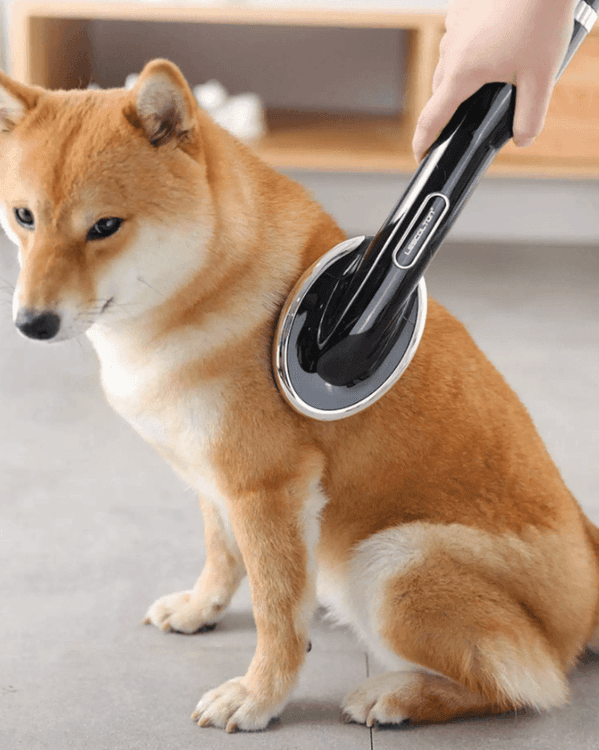 Small Pet Care Habits That Hold Up During Busy Weeks