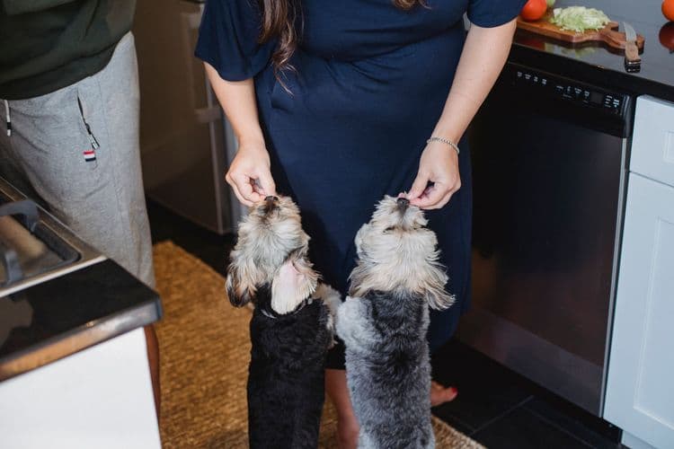 Crop anonymous pregnant woman in casual dress feeding Yorkshire terrier dogs while standing together with husband in contemporary kitchen in daylight