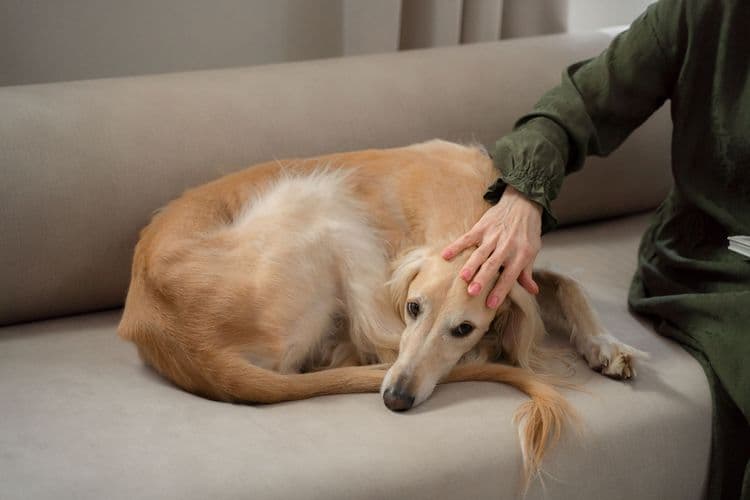 A Greyhound dog lies calmly on a sofa, comforted by its owner's gentle hand.