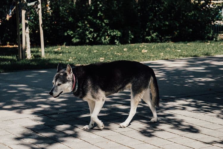 A dog walking on a shaded path during warm weather