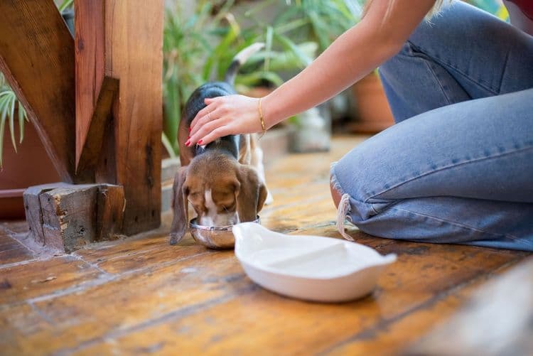 A beagle puppy eating from a bowl on a wooden floor indoors.