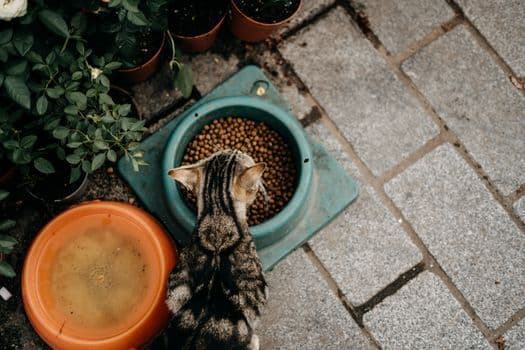 Pet food measured in a bowl