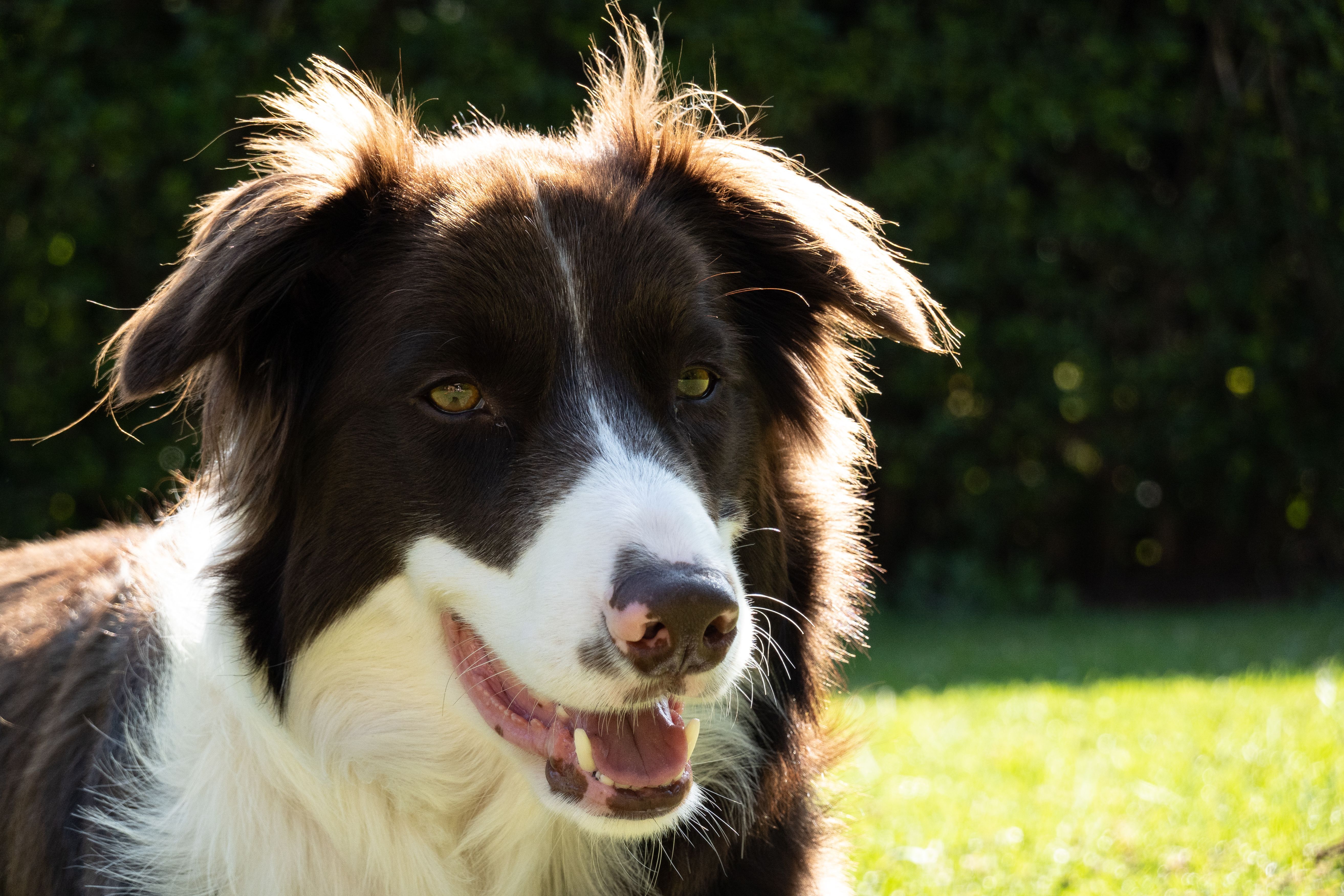 border collie2.jpg