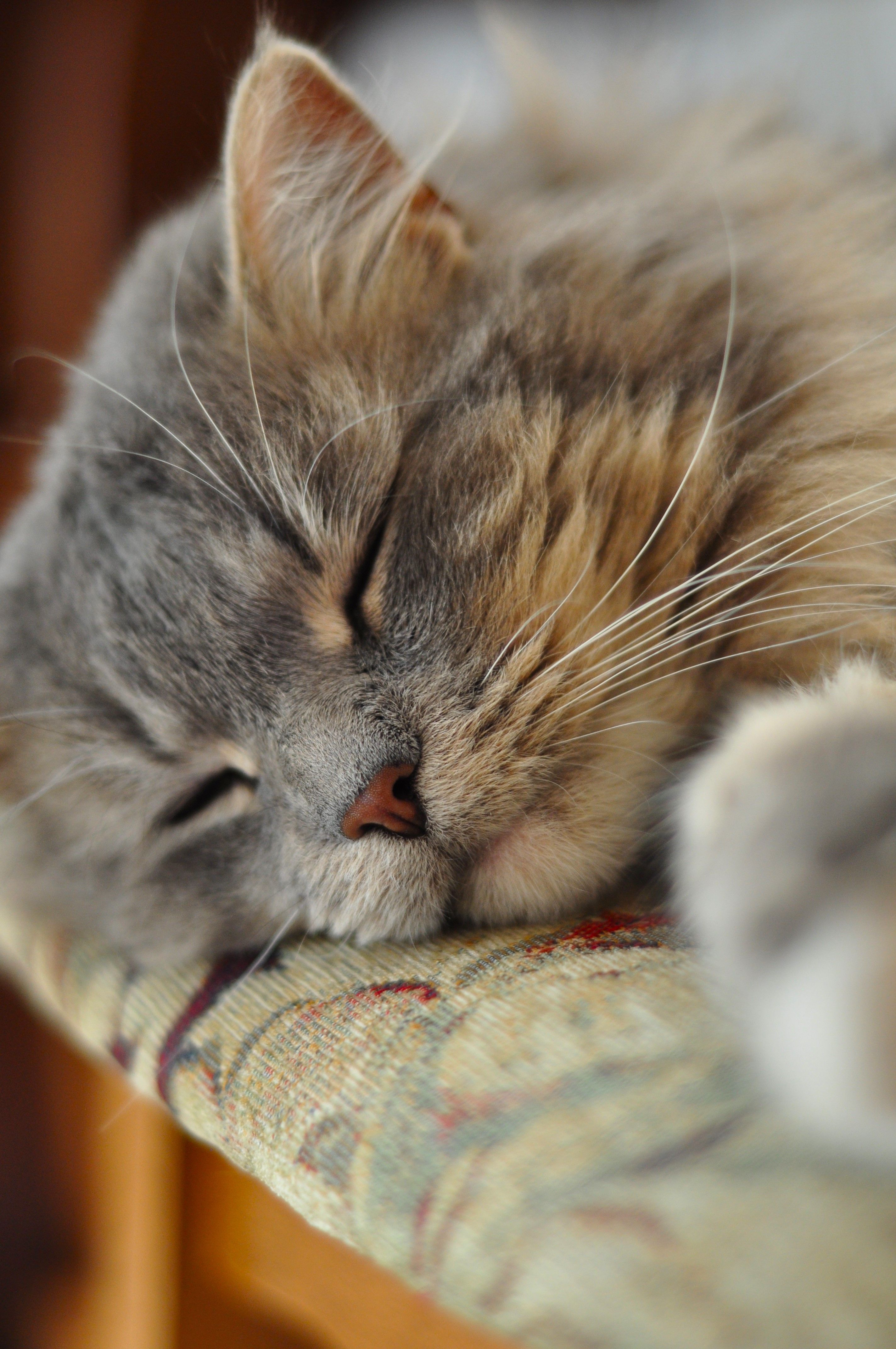 cat sleeping.jpg