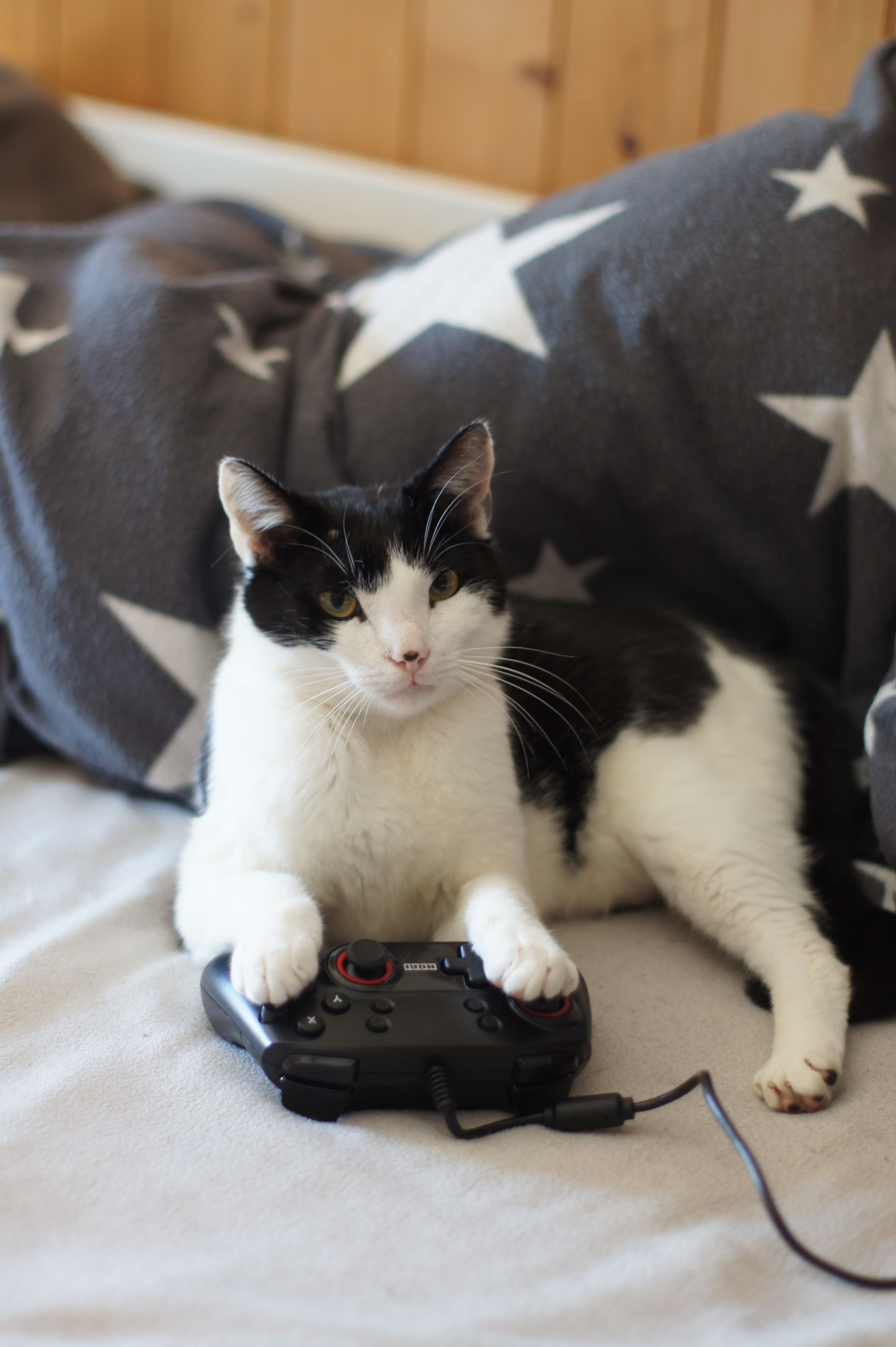 cat xbox.jpg