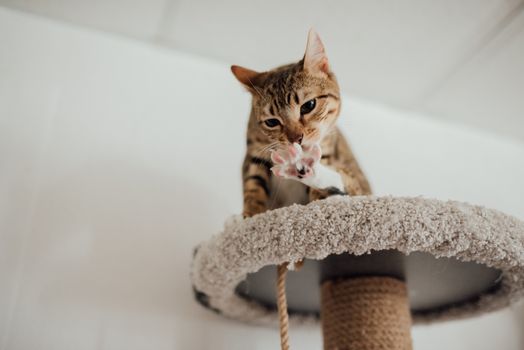 Indoor cat near a scratcher and home furniture