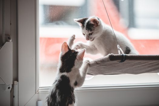 Cat resting indoors in a calm space