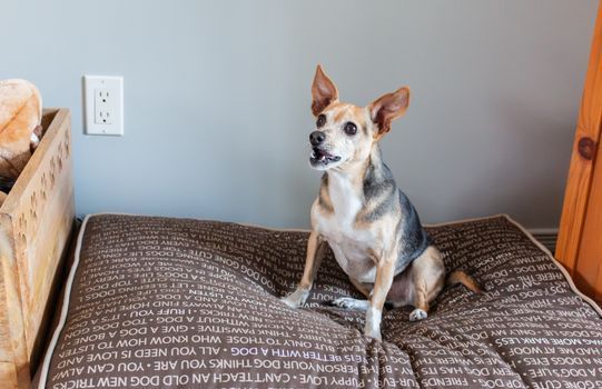 Dog sitting quietly in a home setting
