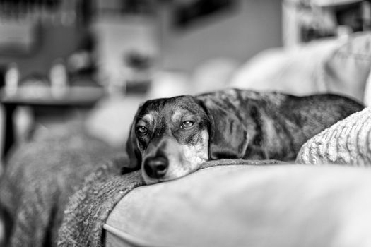 Dog resting on a sofa in black and white