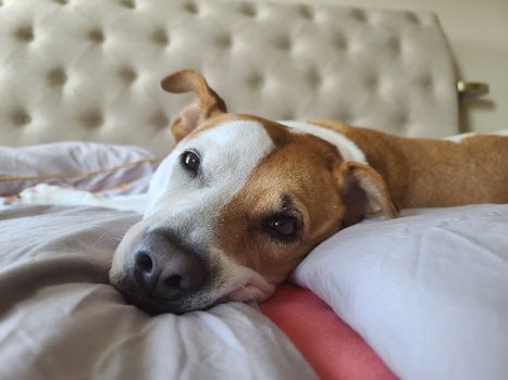 Dog resting on a bed indoors