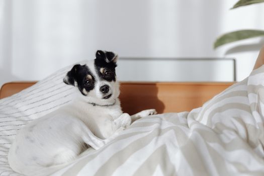 Dog lying comfortably on a bed in natural light