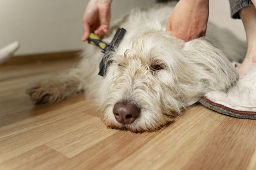 A dog paw being held gently to practice handling before nail trimming