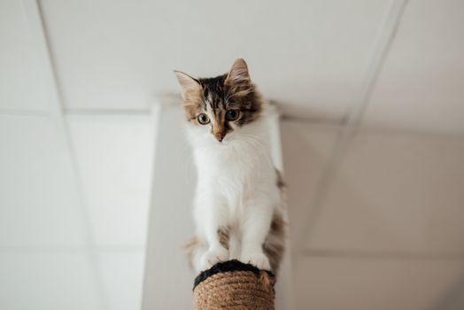 Tabby kitten perched on a scratching post indoors
