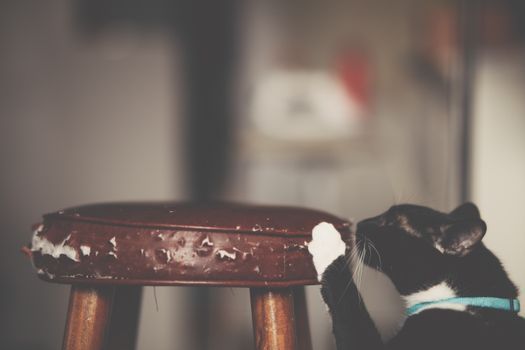 Cat resting indoors near a window