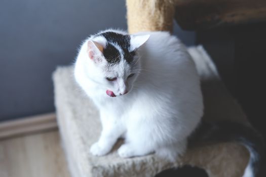 Cat in a home setting
