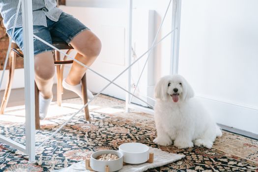 Pet food in a simple home feeding setup