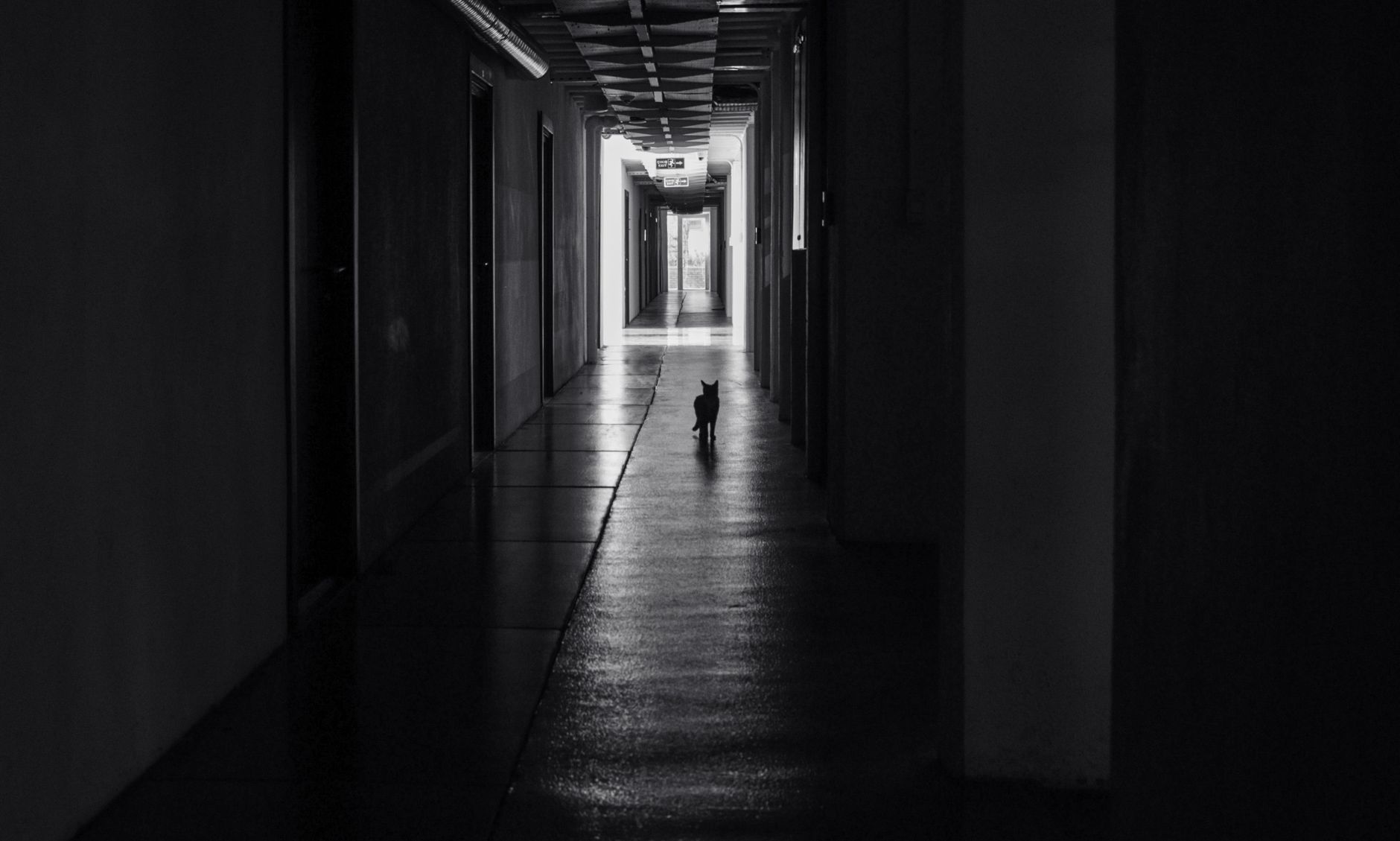 A cat standing in a quiet hallway at home
