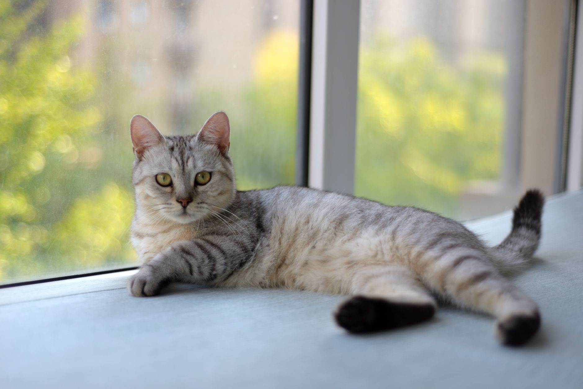 A cat resting near a window indoors