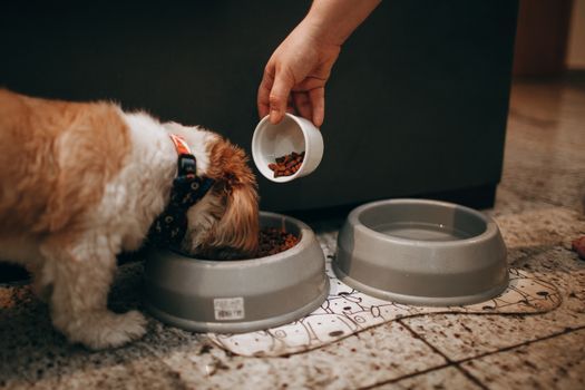 Pet food setup in a home environment