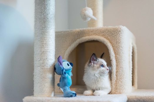 Cat near indoor furniture