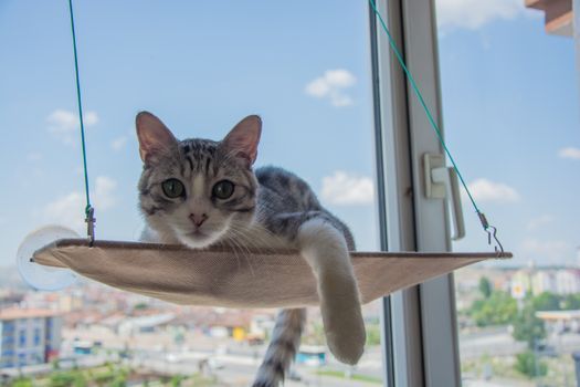 Cat calmly observing from an indoor spot