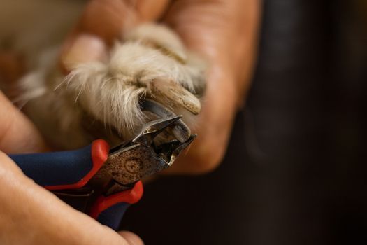 Small dog during gentle grooming care