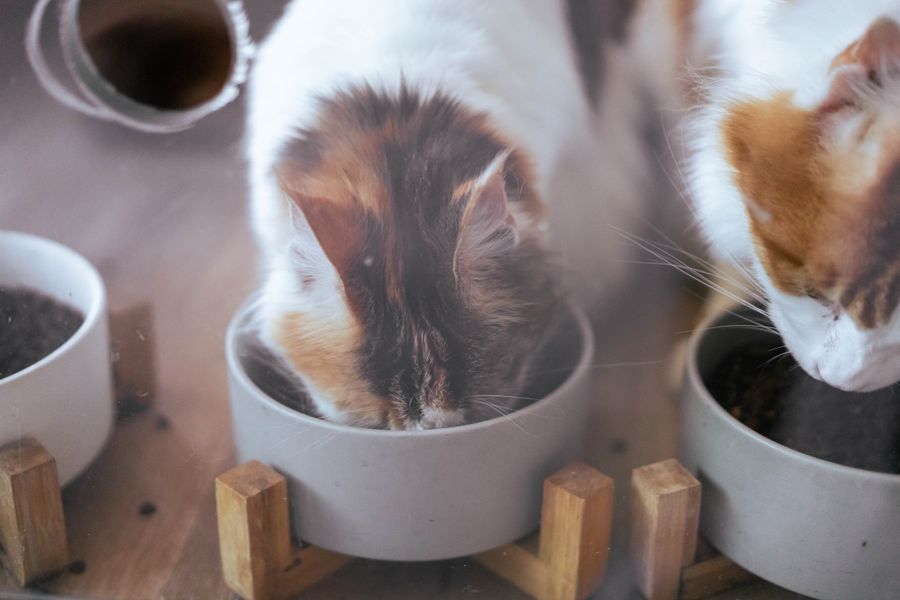 Two cats eating separately from bowls at home