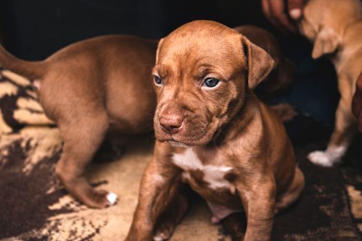 Young dog in a home environment