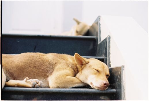 Puppy resting on indoor stairs