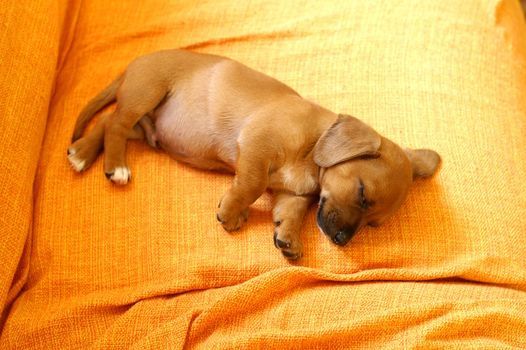 puppy near safe chew toys in a supervised home play area