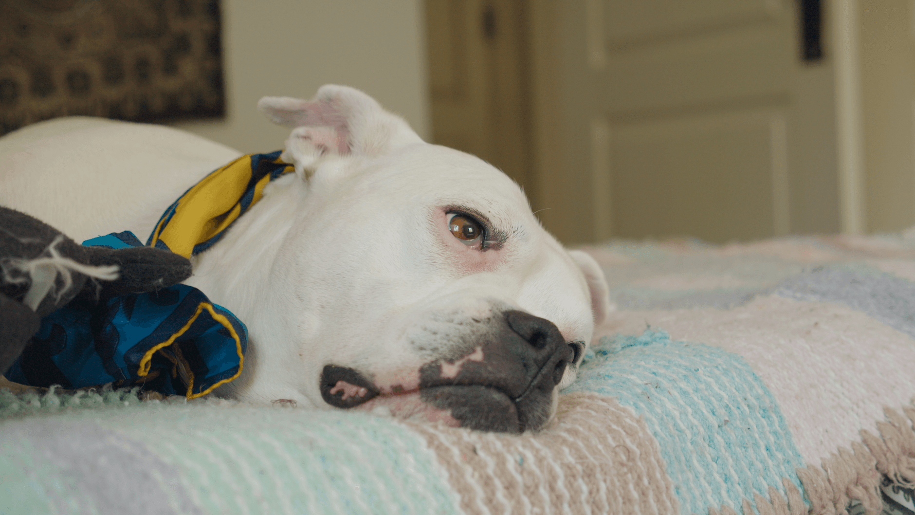 A dog resting in its own bed at home
