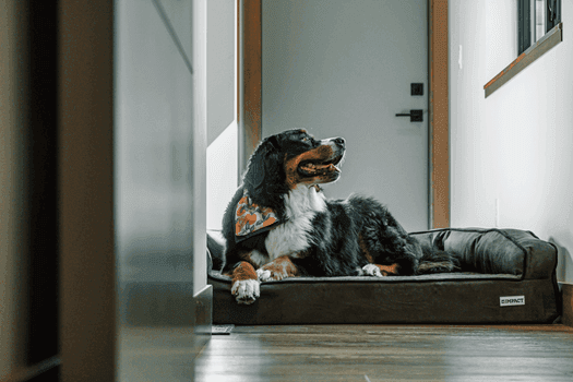 senior dog resting on supportive indoor bedding for mobility comfort
