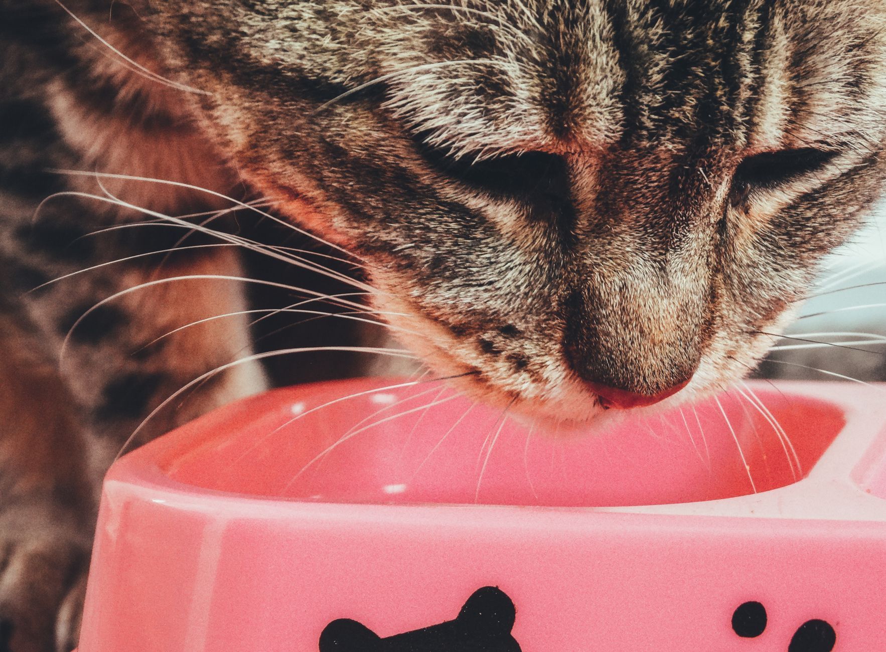 A cat eating from a bowl at home
