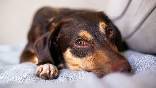 Adopted adult dog resting calmly on a couch at home