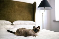 A charming Siamese cat lounging on a bed with luxurious bedding beside a modern lamp.