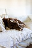 Can Cats and Dogs Sleep in Your Bed? Safety Rules, Common Mistakes and Vet Warning Signs