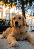 Golden Retriever Care Guide: Real Household Mistakes, Health Red Flags & Vet-Approved Rules