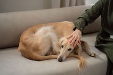 A Greyhound dog lies calmly on a sofa, comforted by its owner's gentle hand.