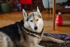 Dog resting indoors on a rug