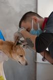 A veterinarian examines a dog's ear during a clinic visit