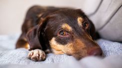 A dog resting calmly in a quiet home