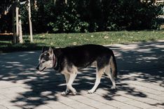 A dog walking on a shaded path during warm weather