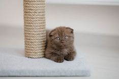 Indoor kitten sitting beside a scratching post