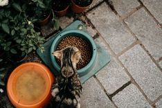 Pet food measured in a bowl