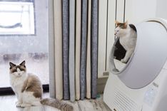A cat near a clean litter box at home