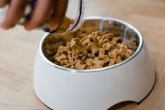 Pet food bowl prepared at home