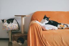 Cat resting indoors in a calm room
