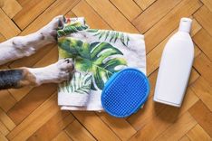 Pet care items arranged near a calm grooming setup