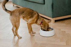 Dog eating from a bowl in a living room