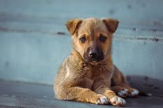 Young puppy sitting quietly indoors